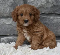 Rocky, a male Cavapoo for sale in Berlin, OH – 2 of 4