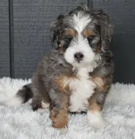 Jodie, a female Miniature Bernedoodle for sale in Berlin, OH – 2 of 6