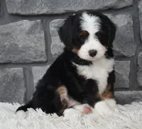 Cinnamon , a female Miniature Bernedoodle for sale in Berlin, OH – 9 of 10