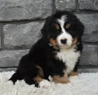 Buster , a male Bernese Mountain Dog for sale in Berlin, OH – 2 of 7