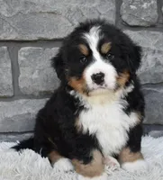Buster , a male Bernese Mountain Dog for sale in Berlin, OH – 5 of 7