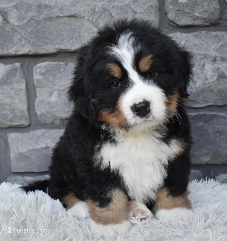 Buster , a male Bernese Mountain Dog for sale in Berlin, OH – 1 of 7