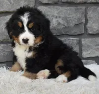 Buster , a male Bernese Mountain Dog for sale in Berlin, OH – 3 of 7