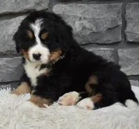 Buster , a male Bernese Mountain Dog for sale in Berlin, OH – 6 of 7