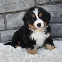 Buster , a male Bernese Mountain Dog for sale in Berlin, OH – 7 of 7
