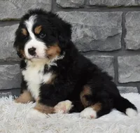 Buster , a male Bernese Mountain Dog for sale in Berlin, OH – 4 of 7
