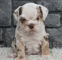 Turbo, a male English Bulldog and Beagle for sale in Berlin, OH – 6 of 6