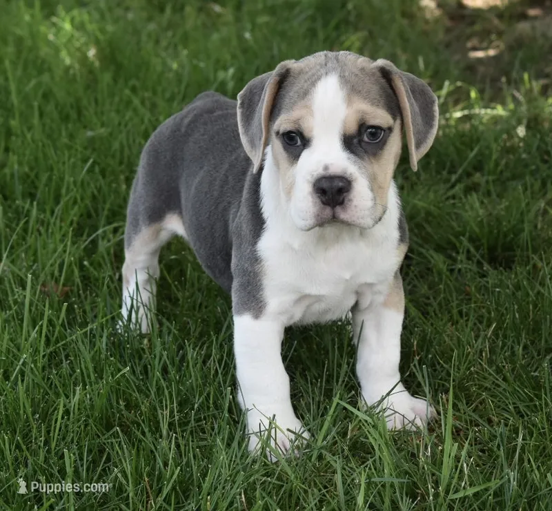 Tessa – English Bulldog, Beagle puppy for sale in Berlin, OH