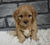 processed/48332f2b-090e-4a3d-8e6f-022c27ce812d/listing/eefb7530-3926-4261-b2e7-6ea6756eef9e/81954dcf-adbc-4f72-a241-2fba9a4cfc8c