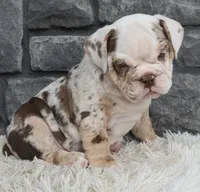 Turbo, a male English Bulldog and Beagle for sale in Berlin, OH – 5 of 6