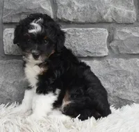 Cash , a male Miniature Aussiedoodle for sale in Berlin, OH – 5 of 6