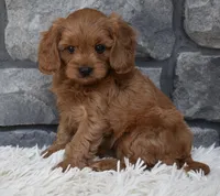 Hank, a male Cavapoo for sale in Berlin, OH – 6 of 6