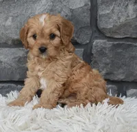 Riley , a male Cavapoo for sale in Berlin, OH – 7 of 8