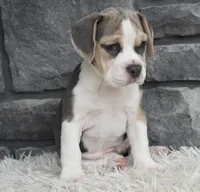 Tessa, a male English Bulldog and Beagle for sale in Berlin, OH – 2 of 7