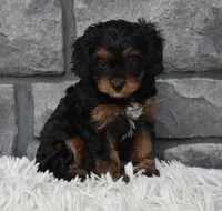 Roxy, a female Cavapoo for sale in Berlin, OH – 5 of 8