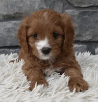 Macy, a female Cavapoo for sale in Berlin, OH – 7 of 7
