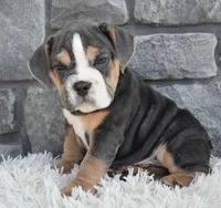 Bubba, a male English Bulldog and Beagle for sale in Berlin, OH – 4 of 4