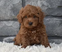 Cash , a male Poodle - Toy  for sale in Berlin, OH – 4 of 8