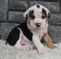 Tucker, a male English Bulldog and Beagle for sale in Berlin, OH – 5 of 5