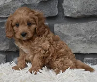 Ranger , a male Cavapoo for sale in Berlin, OH – 4 of 4