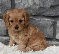 Millie, a female Cavapoo for sale in Berlin, OH – 7 of 7