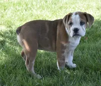 Brinley , a female English Bulldog and Beagle for sale in Berlin, OH – 5 of 7