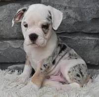 Toby, a male English Bulldog and Beagle for sale in Berlin, OH – 1 of 5