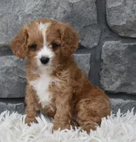 Remi, a female Cavapoo for sale in Berlin, OH – 3 of 8