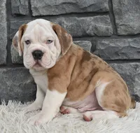 Bubba, a male English Bulldog and Beagle for sale in Berlin, OH – 5 of 5