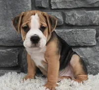 Tater, a male English Bulldog and Beagle for sale in Berlin, OH – 5 of 5