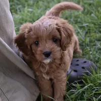Lily, a female Cavapoo for sale in Berlin, OH – 2 of 9