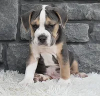 Tater, a male English Bulldog and Beagle for sale in Berlin, OH – 6 of 6
