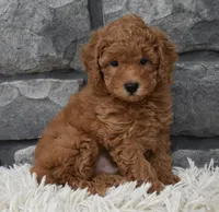 Cuddles, a male Poodle - Toy  for sale in Berlin, OH – 5 of 6