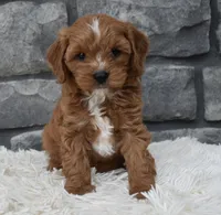 Rocco , a male Cavapoo for sale in Berlin, OH – 5 of 7