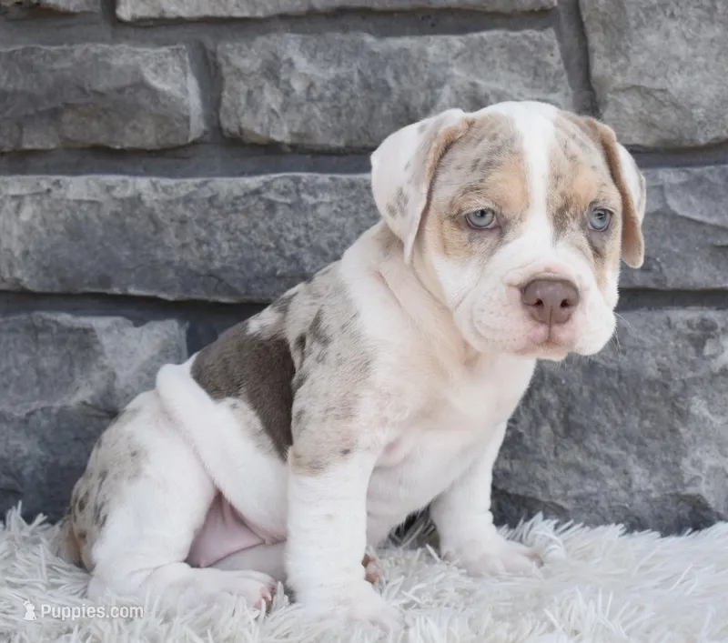 Bailey  – English Bulldog, Beagle puppy for sale in Berlin, OH