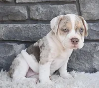 Bailey , a female English Bulldog and Beagle for sale in Berlin, OH – 1 of 5