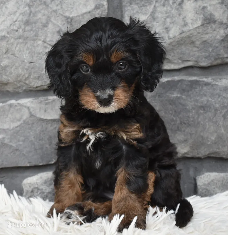 Reese  – Cavapoo puppy for sale in Berlin, OH