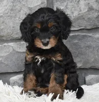 Reese , a female Cavapoo for sale in Berlin, OH – 1 of 6