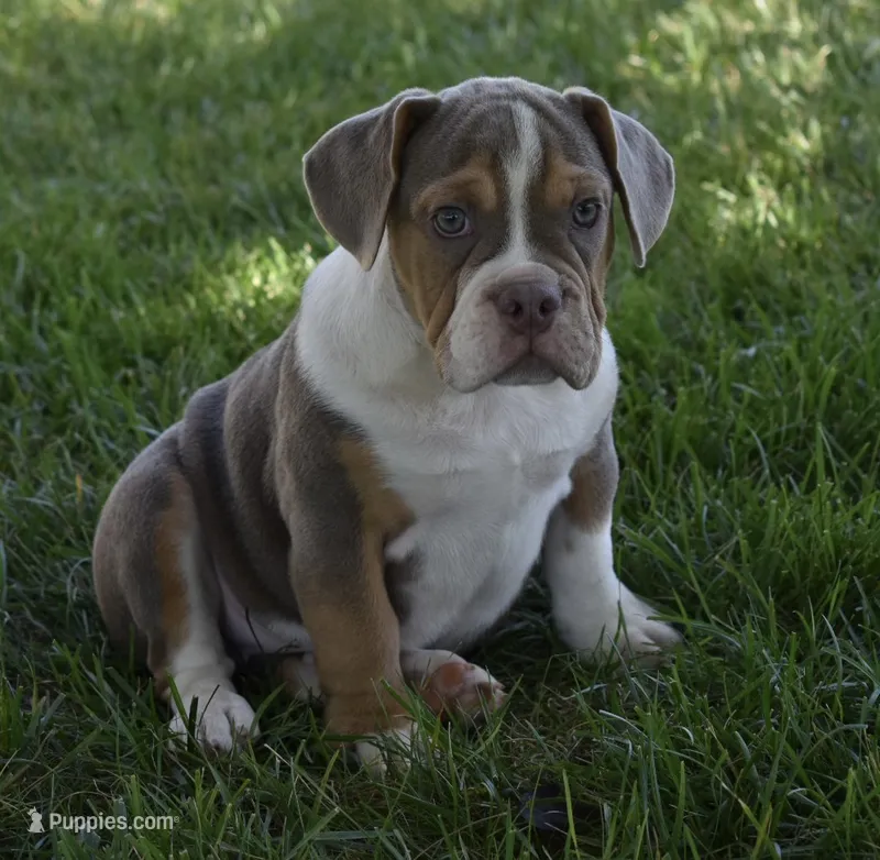 Bailey  – English Bulldog, Beagle puppy for sale in Berlin, OH