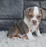 Trixie, a male English Bulldog and Beagle for sale in Berlin, OH – 2 of 7