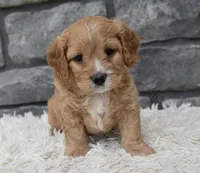 Ranger , a male Cavapoo for sale in Berlin, OH – 5 of 8