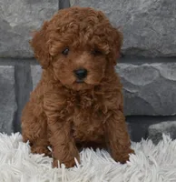 Cash , a male Poodle - Toy  for sale in Berlin, OH – 2 of 9