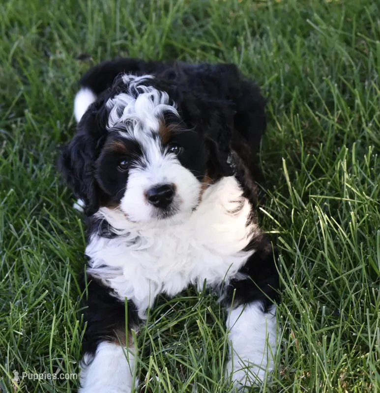 Carly  – Miniature Bernedoodle puppy for sale in Berlin, OH