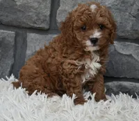 Reese, a female Cavapoo for sale in Berlin, OH – 5 of 5