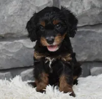 Reese , a female Cavapoo for sale in Berlin, OH – 5 of 6