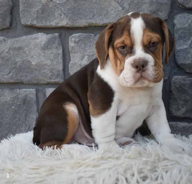 Bruno  – English Bulldog, Beagle puppy for sale in Berlin, OH