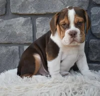 Bruno , a male English Bulldog and Beagle for sale in Berlin, OH – 1 of 5