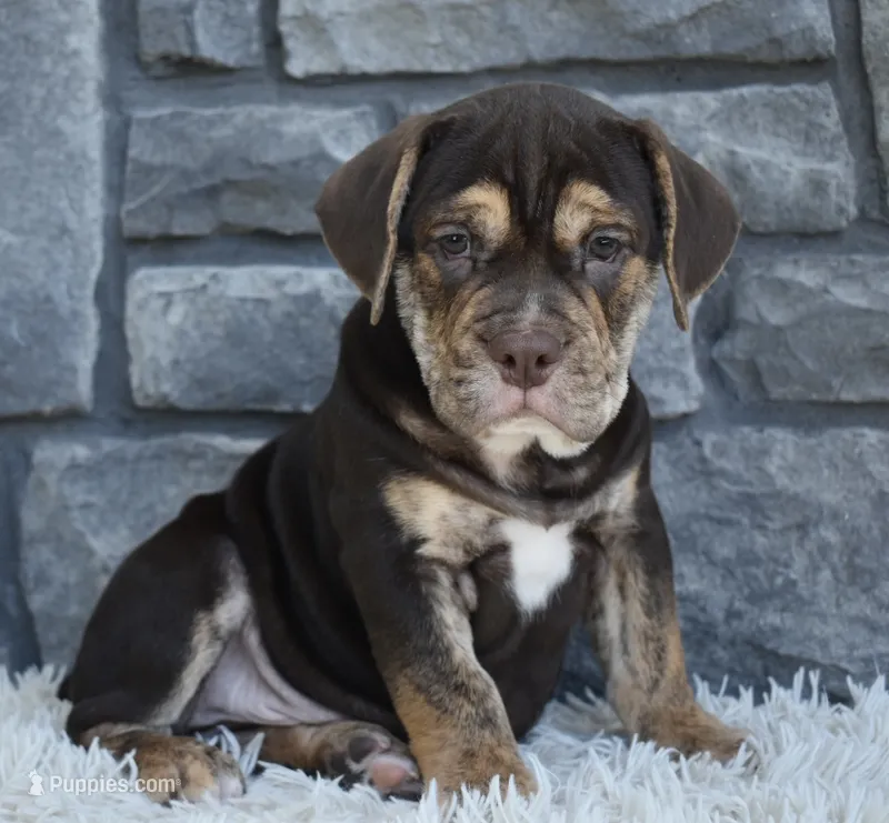 Buster  – English Bulldog, Beagle puppy for sale in Berlin, OH