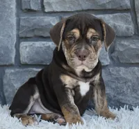 Buster , a male English Bulldog and Beagle for sale in Berlin, OH – 1 of 3