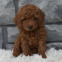 Cuddles, a male Poodle - Toy  for sale in Berlin, OH – 2 of 6